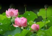 Hóa giải nghiệp báo