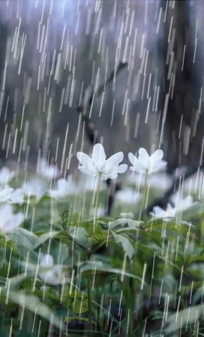 Nắng mưa không ngại