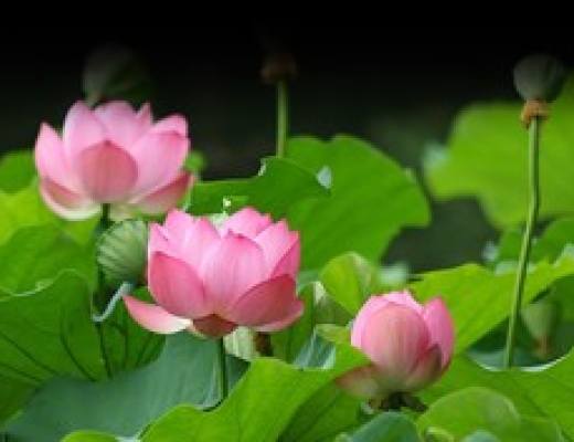 Hóa giải nghiệp báo